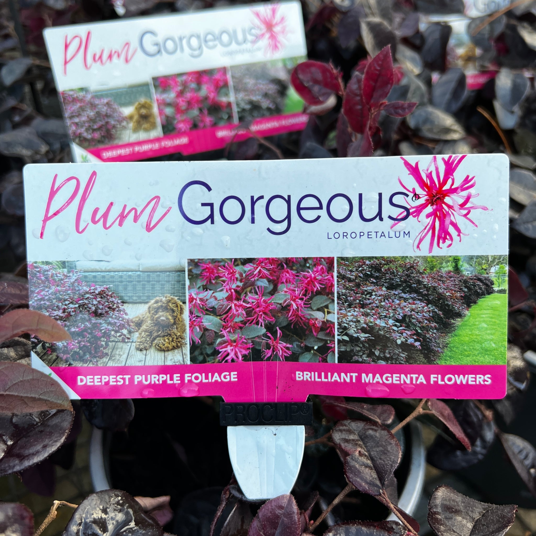 Loropetalum Plum Gorgeous - 18cm Pot