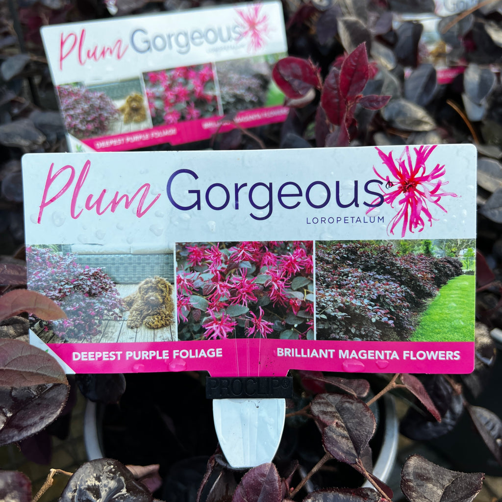 Loropetalum Plum Gorgeous - 18cm Pot