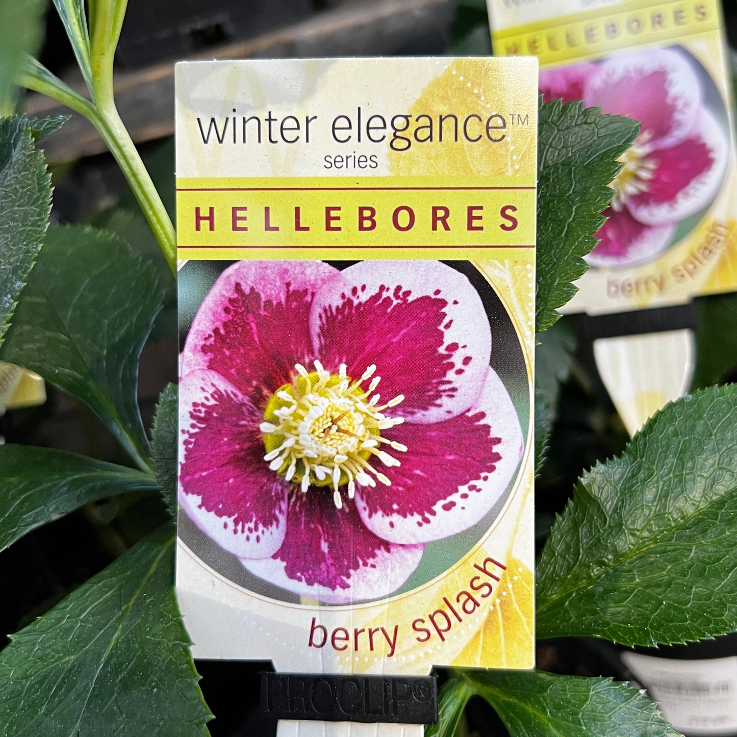 Helleborus Berry Splash - 14cm Pot