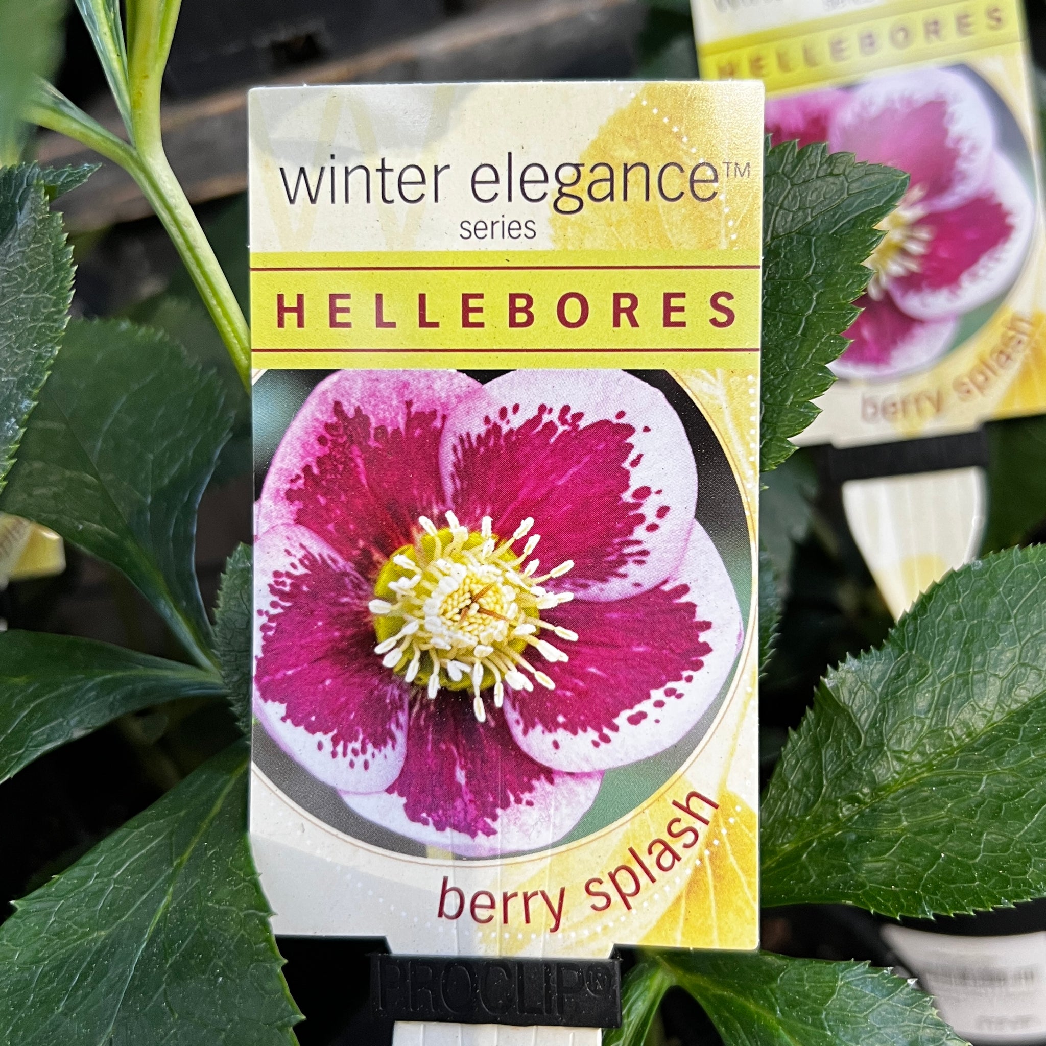 Helleborus Berry Splash - 14cm Pot
