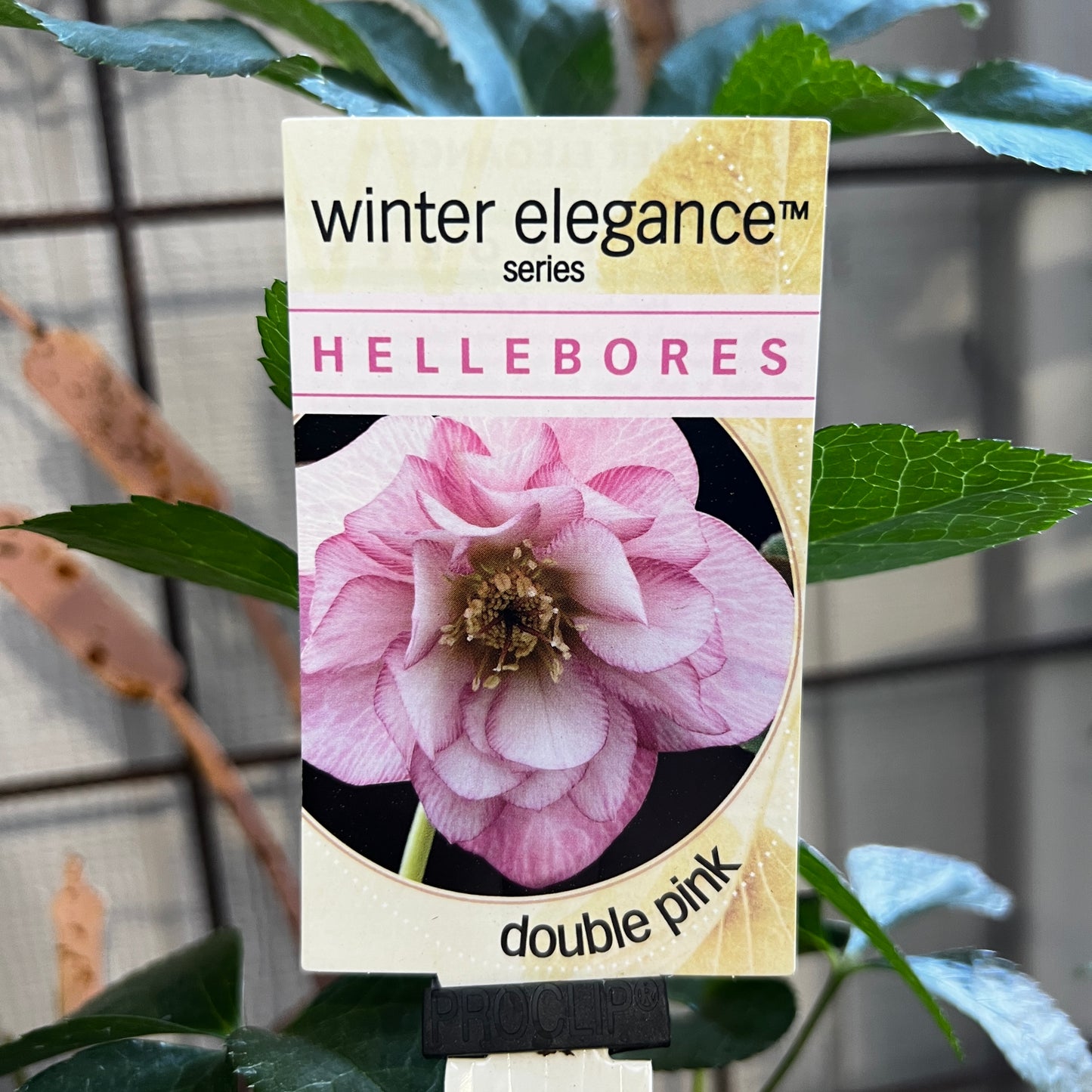 Helleborus Double Pink - 14cm Pot