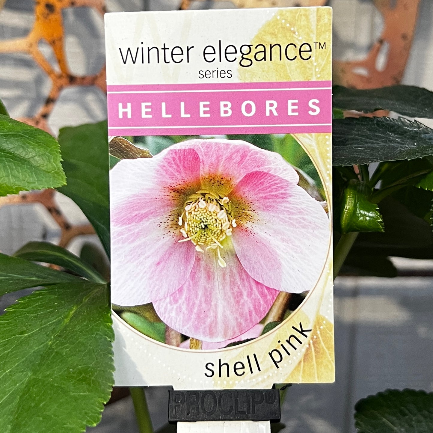 Helleborus Shell Pink - 14cm Pot