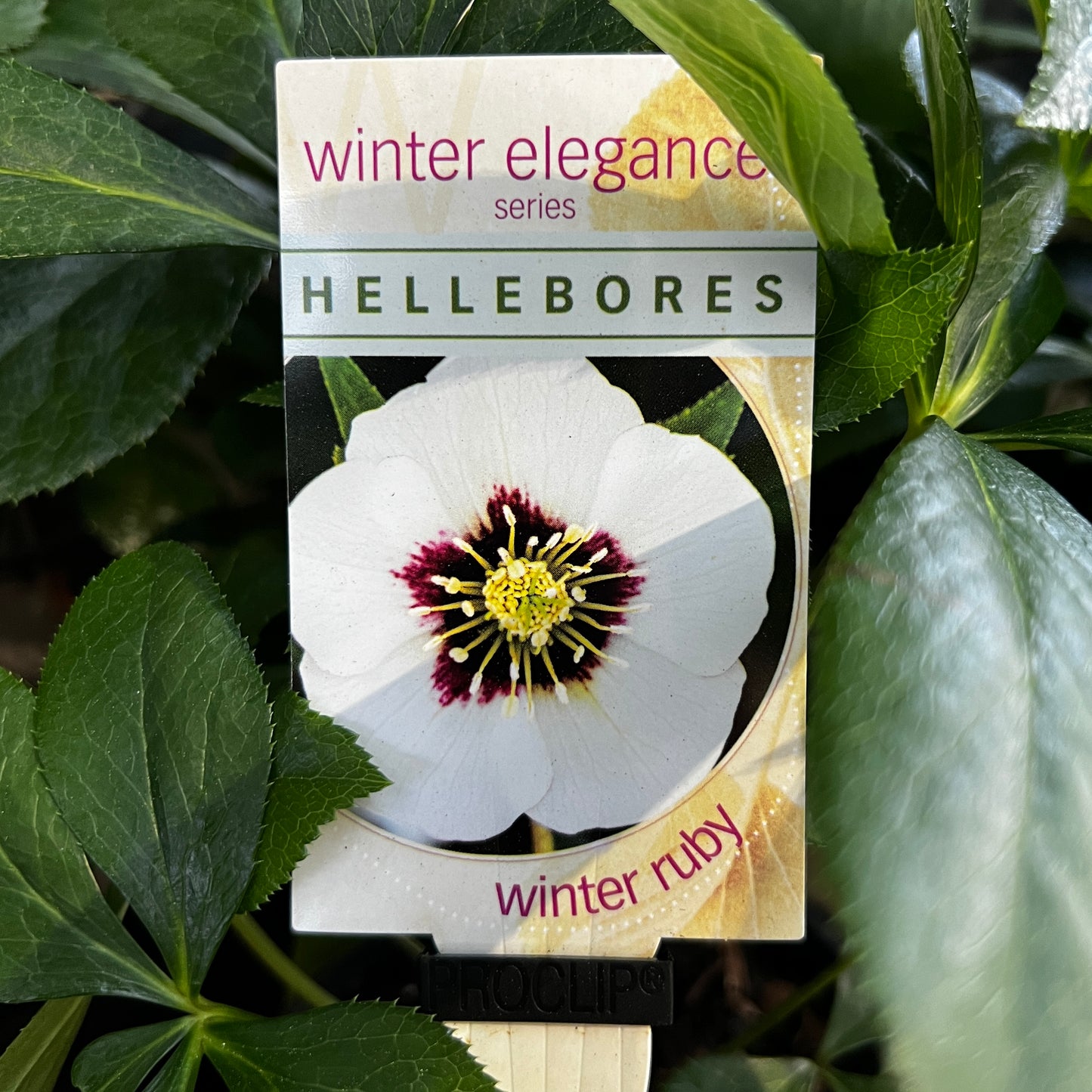 Helleborus Winter Ruby - 14cm Pot