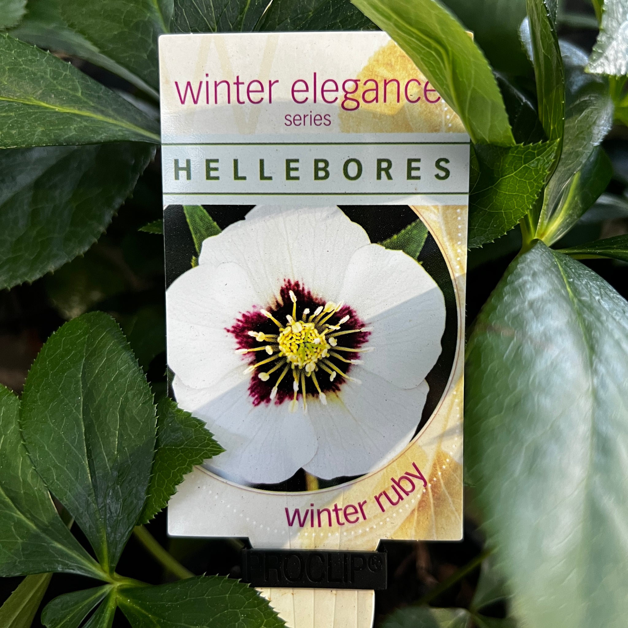 Helleborus Winter Ruby - 14cm Pot