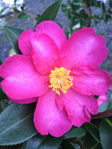 Camellia Hiryu - 20cm Pot