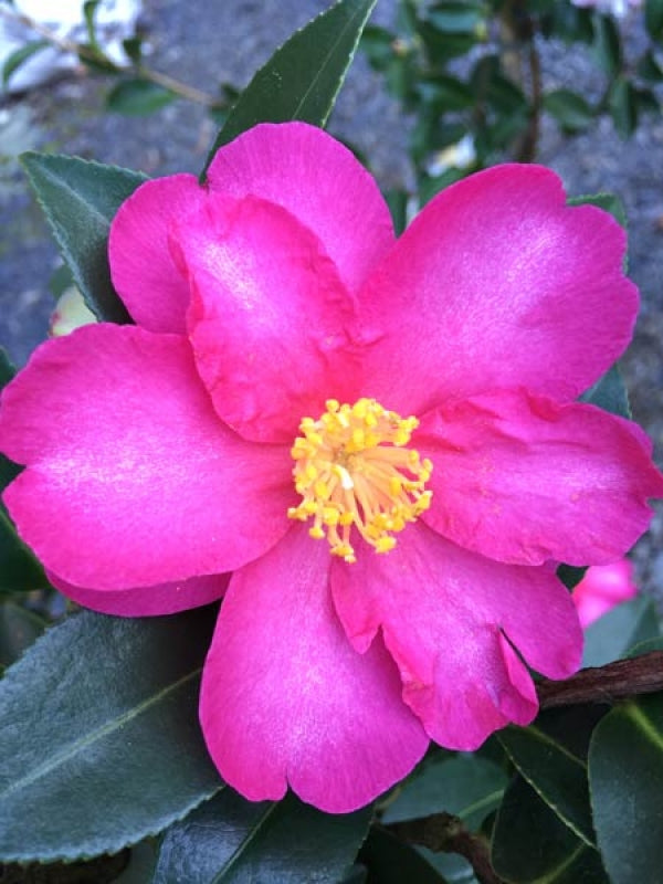 Camellia Hiryu - 20cm Pot