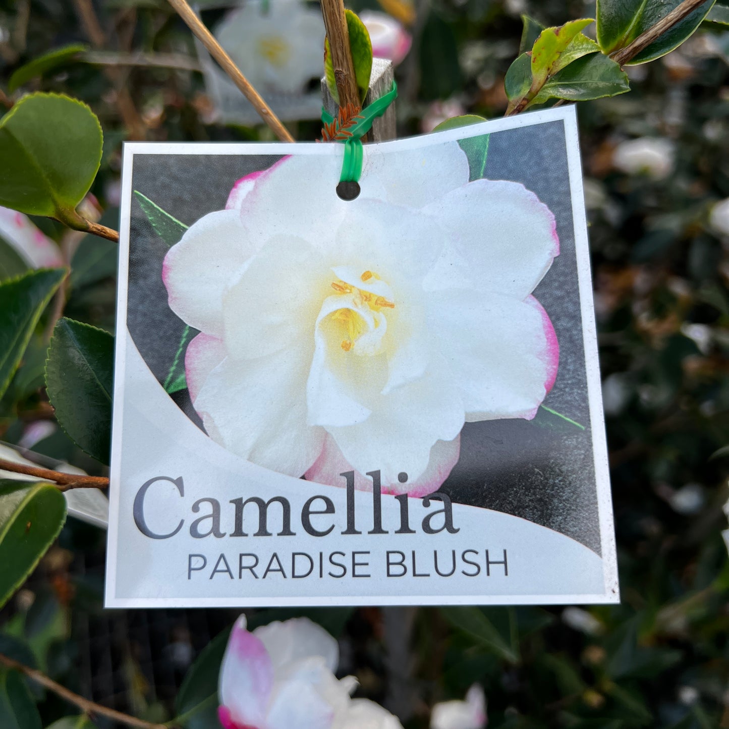 Camellia Paradise Blush - 20cm Pot