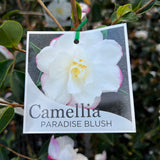 Camellia Paradise Blush - 20cm Pot