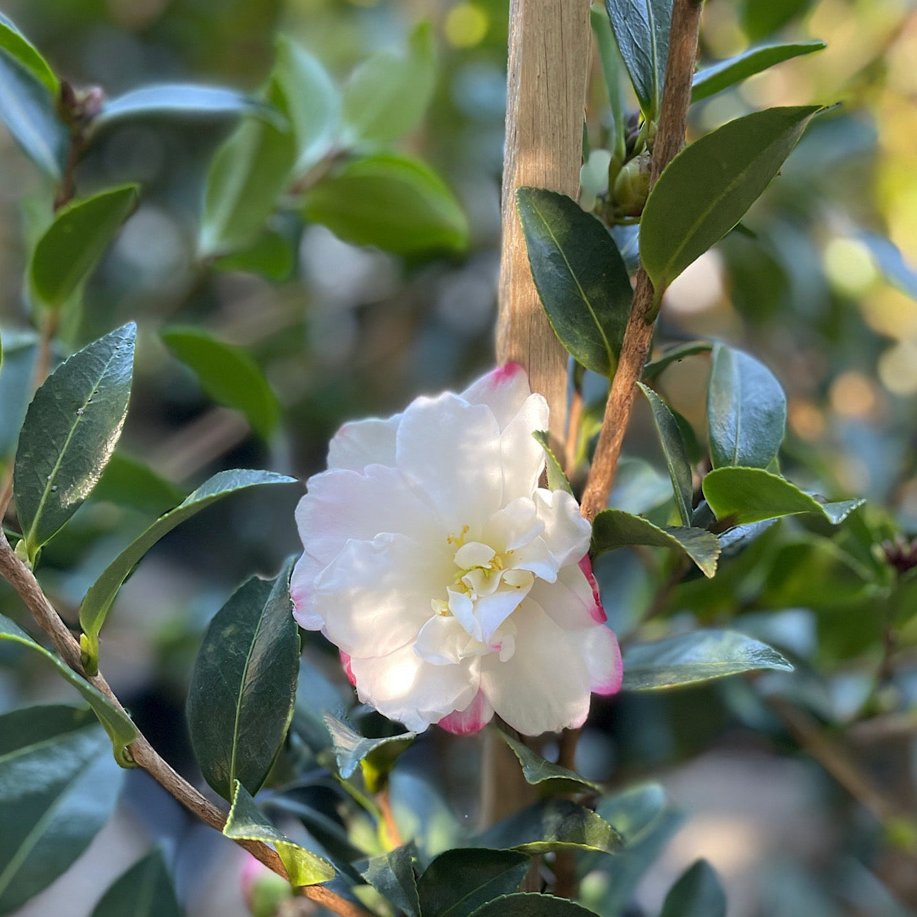 Camellia Paradise Blush - 20cm Pot