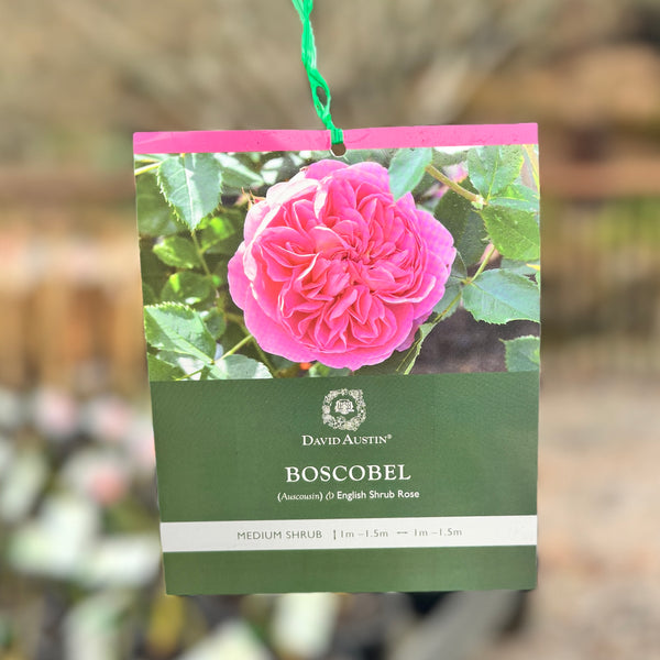 David Austin Bush Rose Boscobel - 20cm Pot