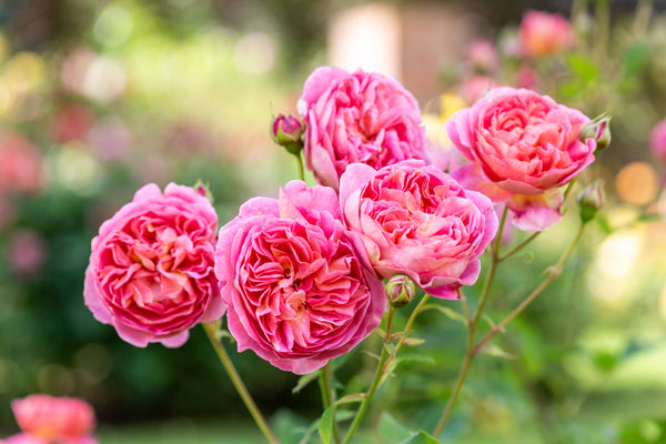 David Austin Bush Rose Boscobel - 20cm Pot