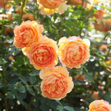David Austin Rose Lady Of Shallot - 20cm Pot