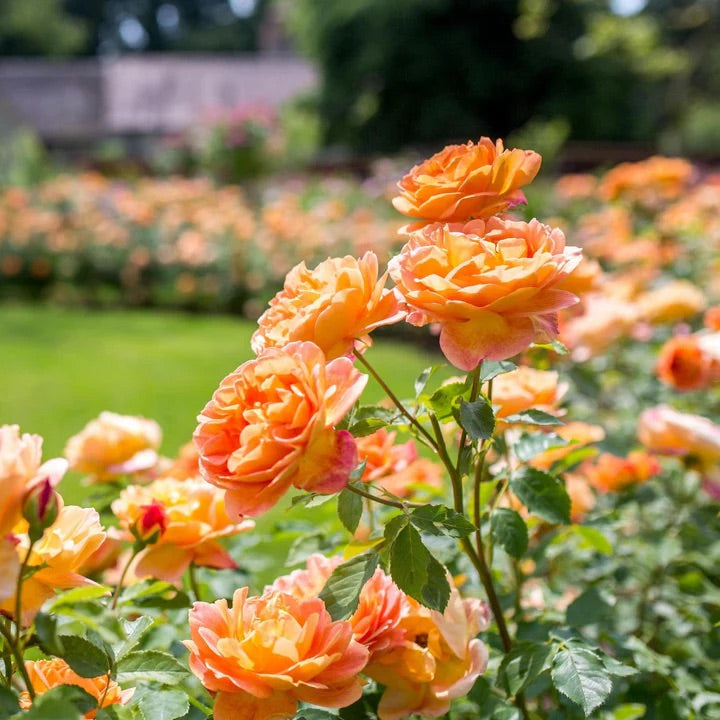 David Austin Rose Lady Of Shallot - 20cm Pot
