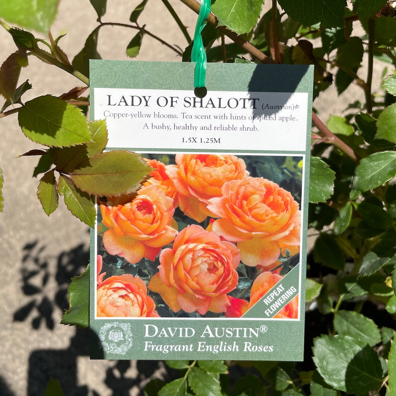 David Austin Rose Lady Of Shallot - 20cm Pot