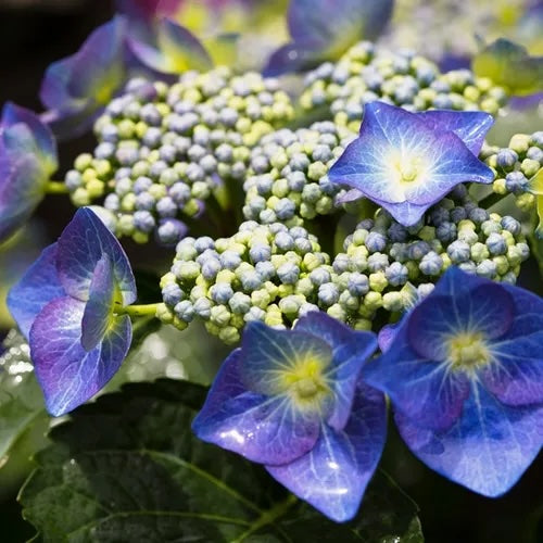 Hydrangea Blue Lace Cap - 20cm Pot