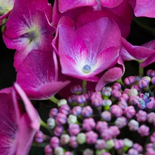 Hydrangea Purple Lace Cap - 20cm Pot