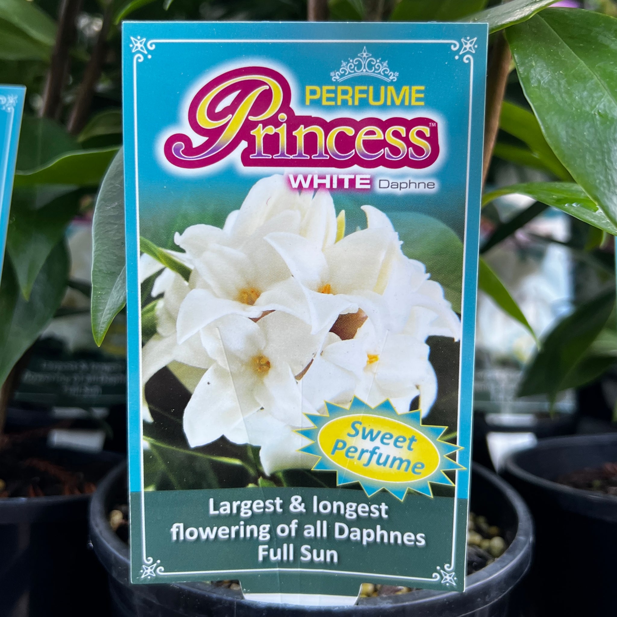 Daphne Perfume Princess White - 14cm Pot