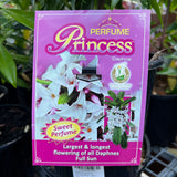 Daphne Perfume Princess Pink - 14cm Pot