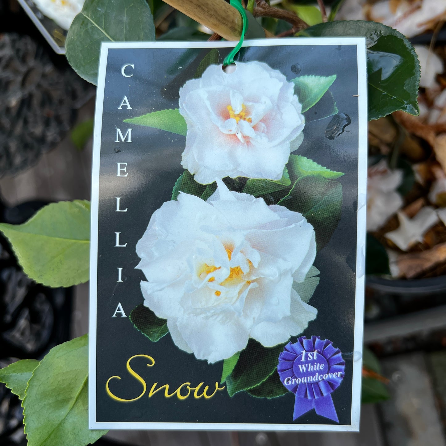 Camellia Snow - 18cm Pot