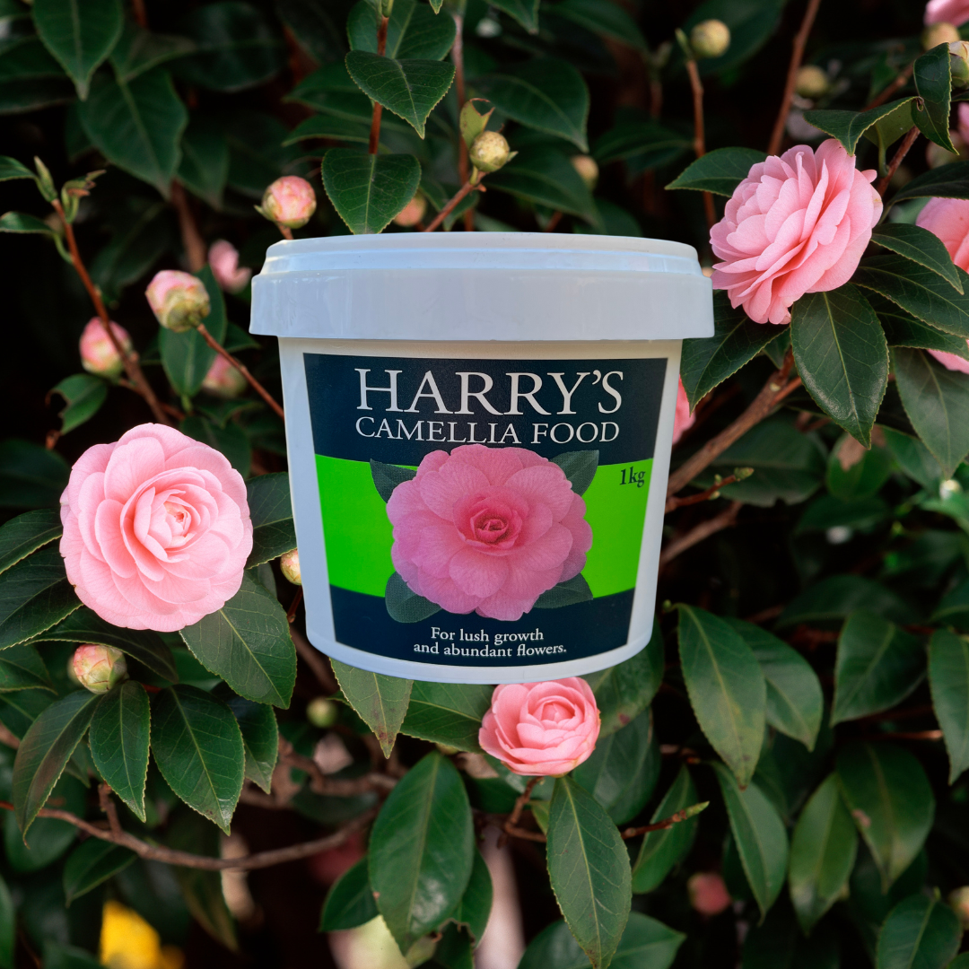 Harry's Camellia Food - 1kg