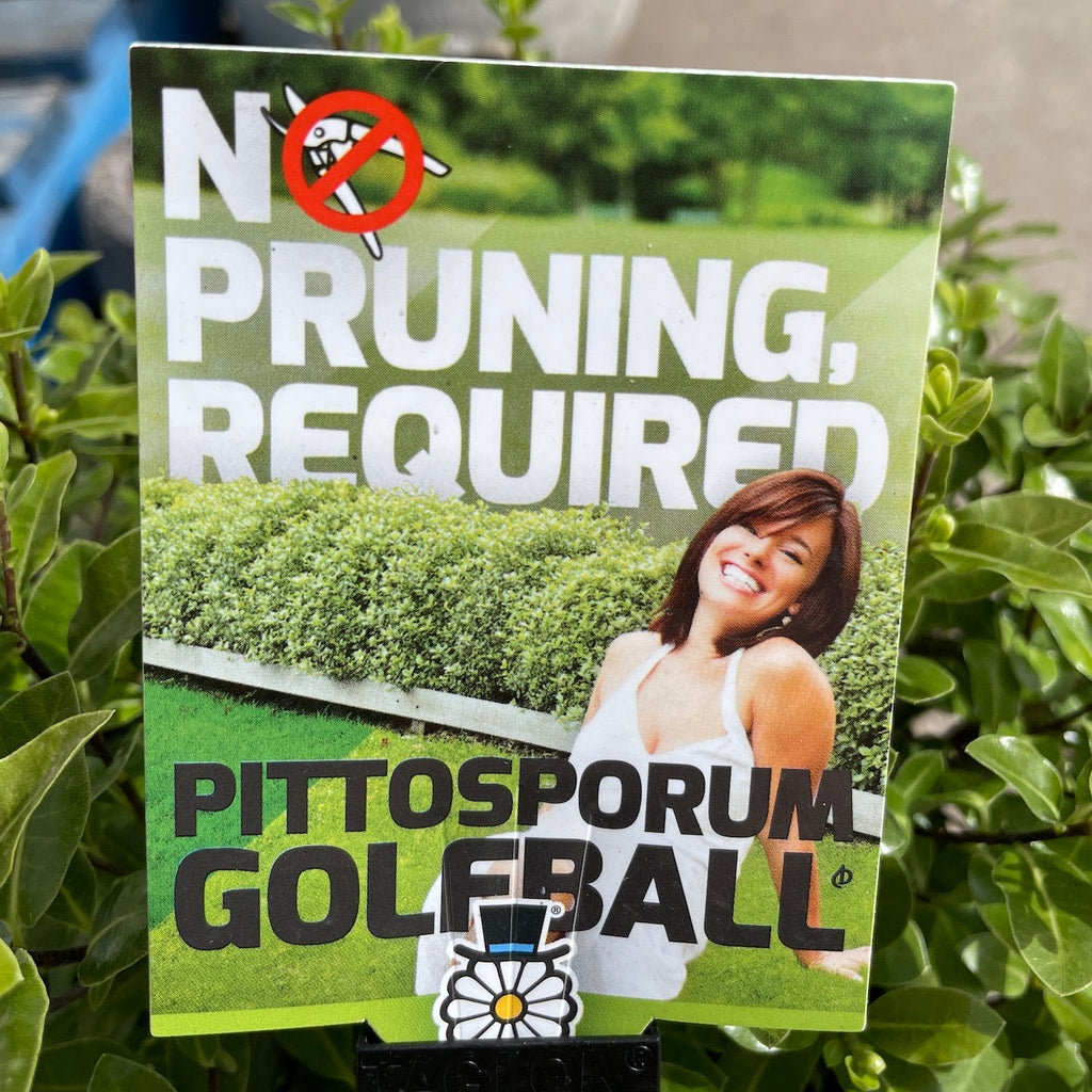 Pittosporum Golf Ball - 20cm Pot