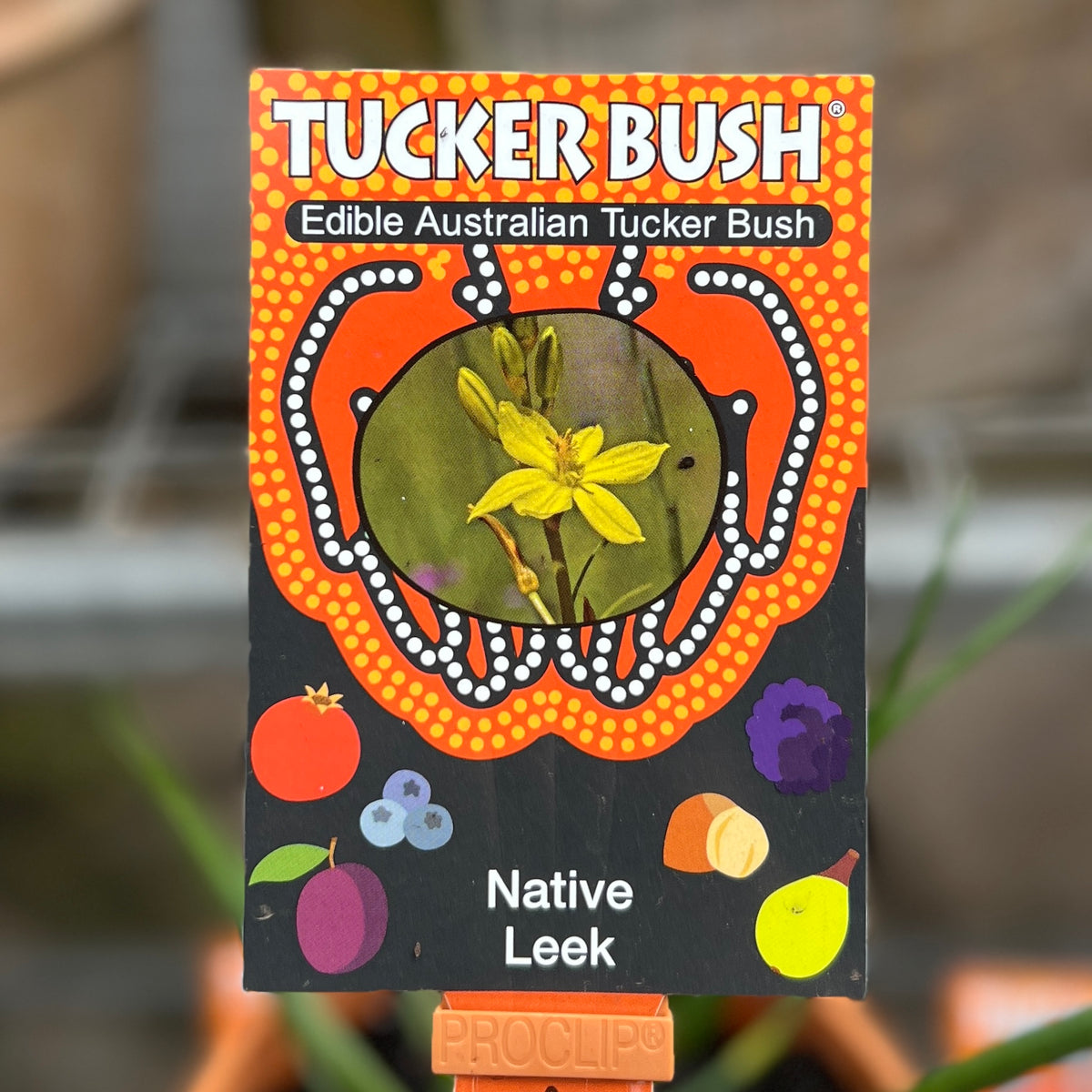 Tucker Bush Native Leek Bulbine Bulbosa - 14cm Pot