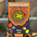 Tucker Bush Native Leek Bulbine Bulbosa - 14cm Pot