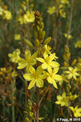 Tucker Bush Native Leek Bulbine Bulbosa - 14cm Pot