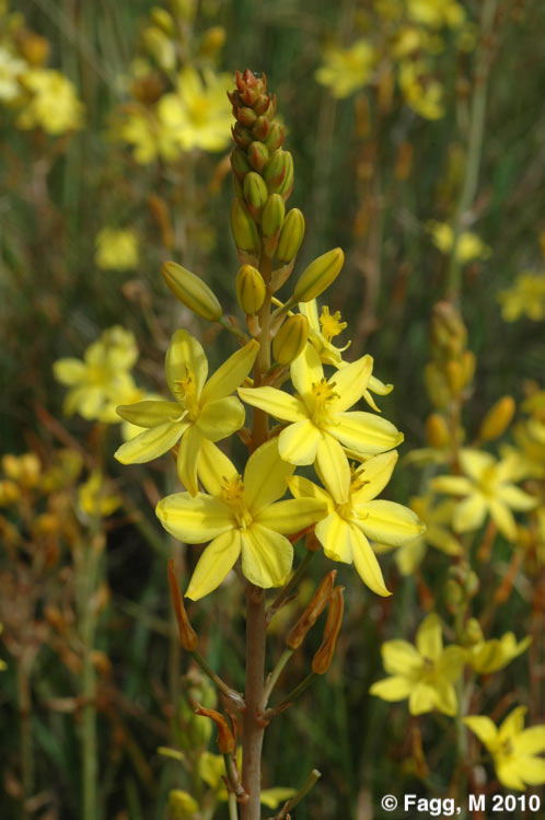 Tucker Bush Native Leek Bulbine Bulbosa - 14cm Pot