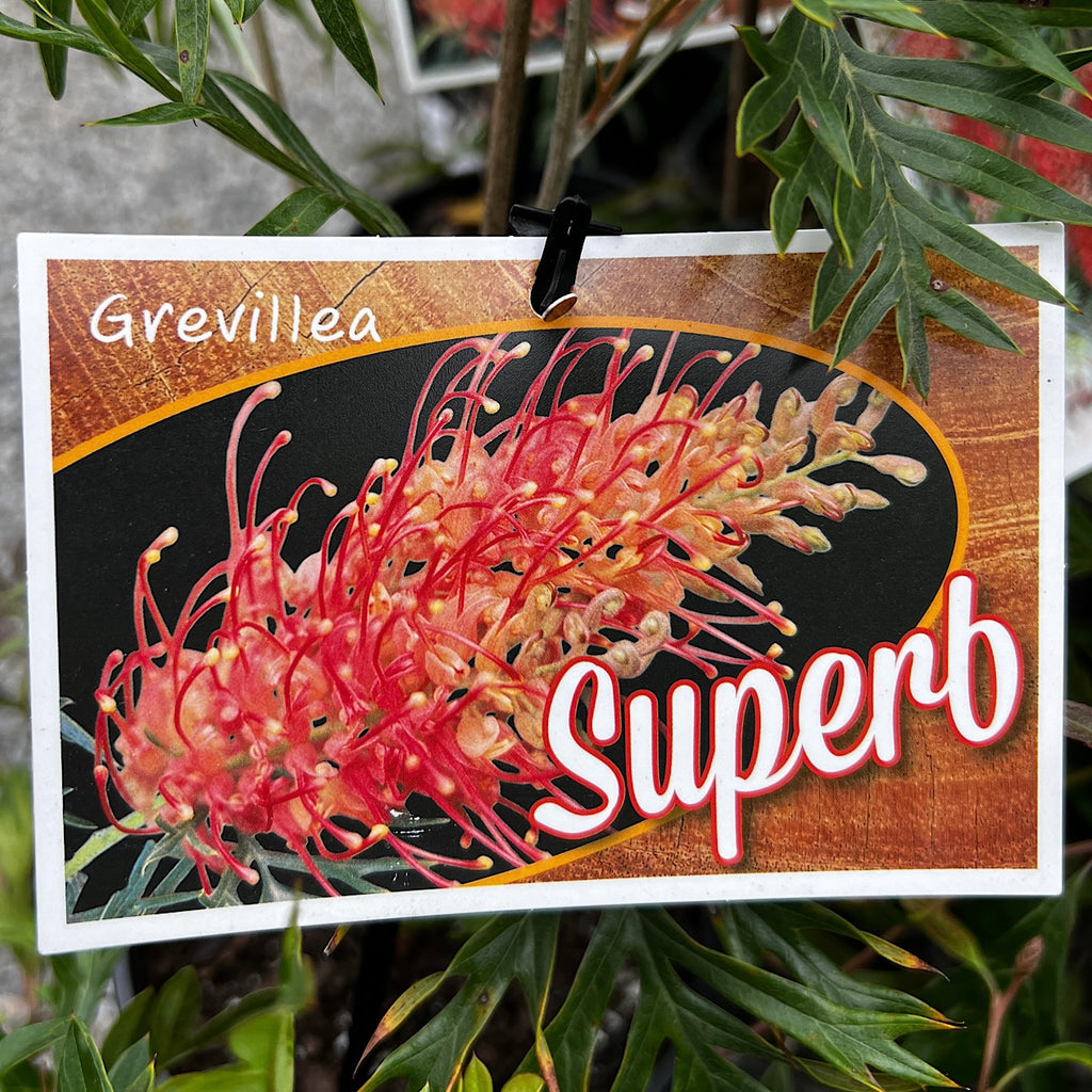 Grevillea Superb - 20cm Pot