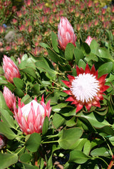 Protea Little Prince - 20cm Pot