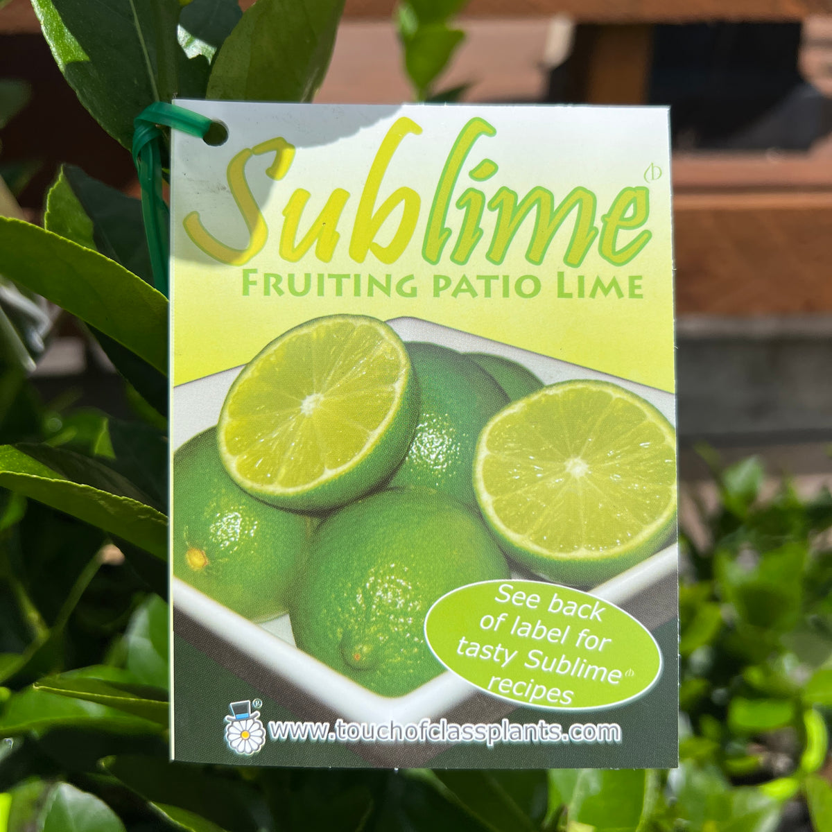 Citrus Sublime - 20cm Pot