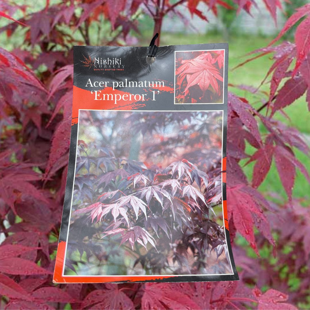 Acer Emperor 1 - 33cm Pot