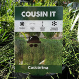 Casuarina Cousin IT - 14cm Pot