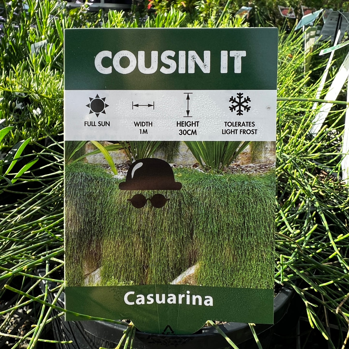 Casuarina Cousin IT - 20cm Pot