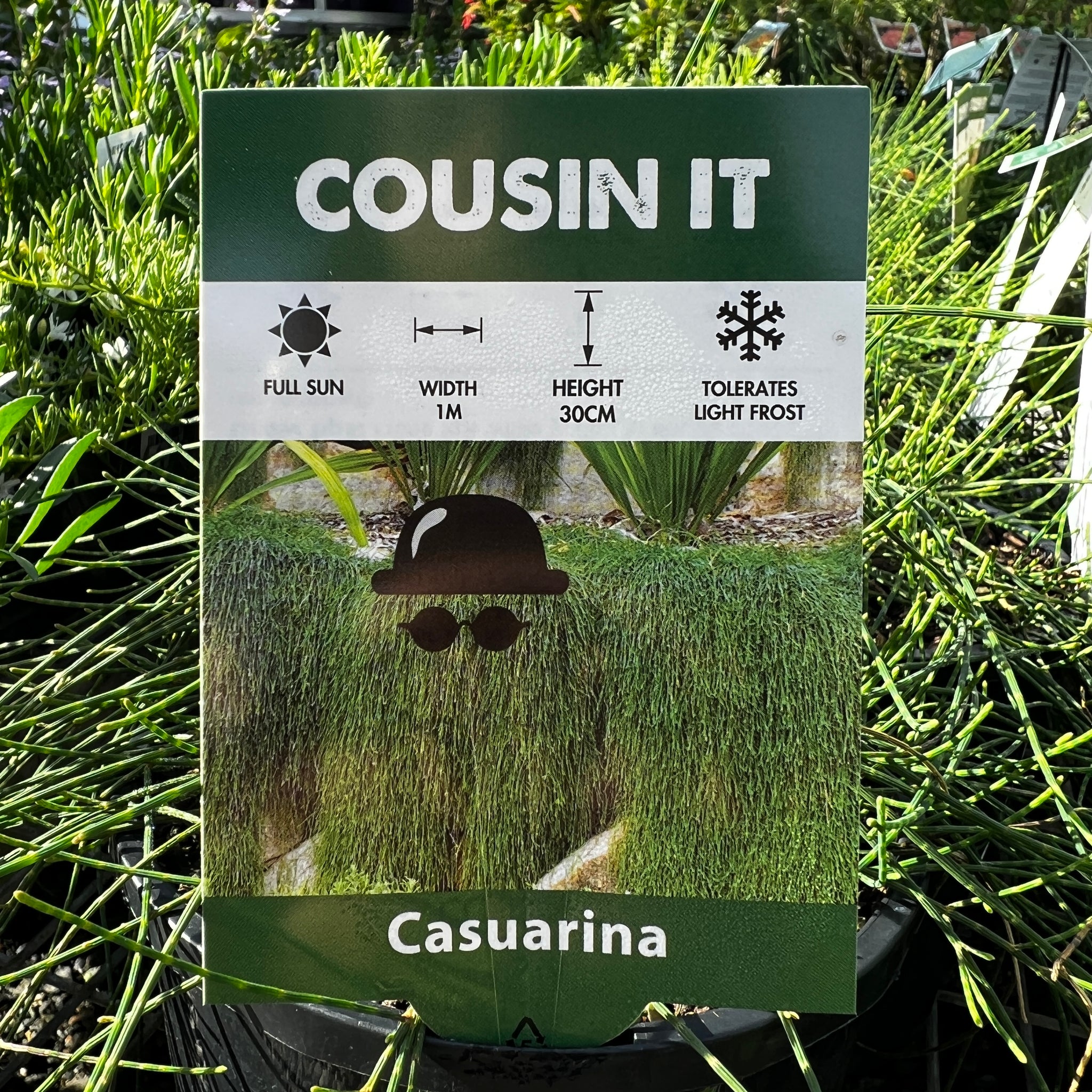 Casuarina Cousin IT - 20cm Pot