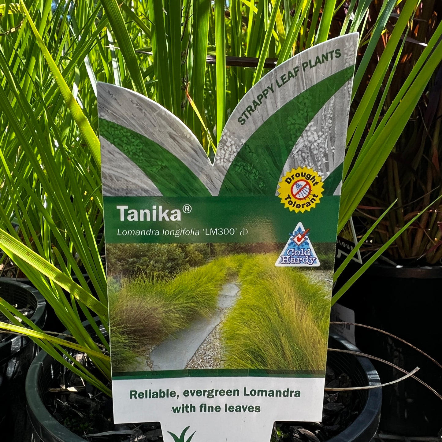 Lomandra Tanika - 14cm Pot