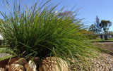 Lomandra Tanika - 14cm Pot