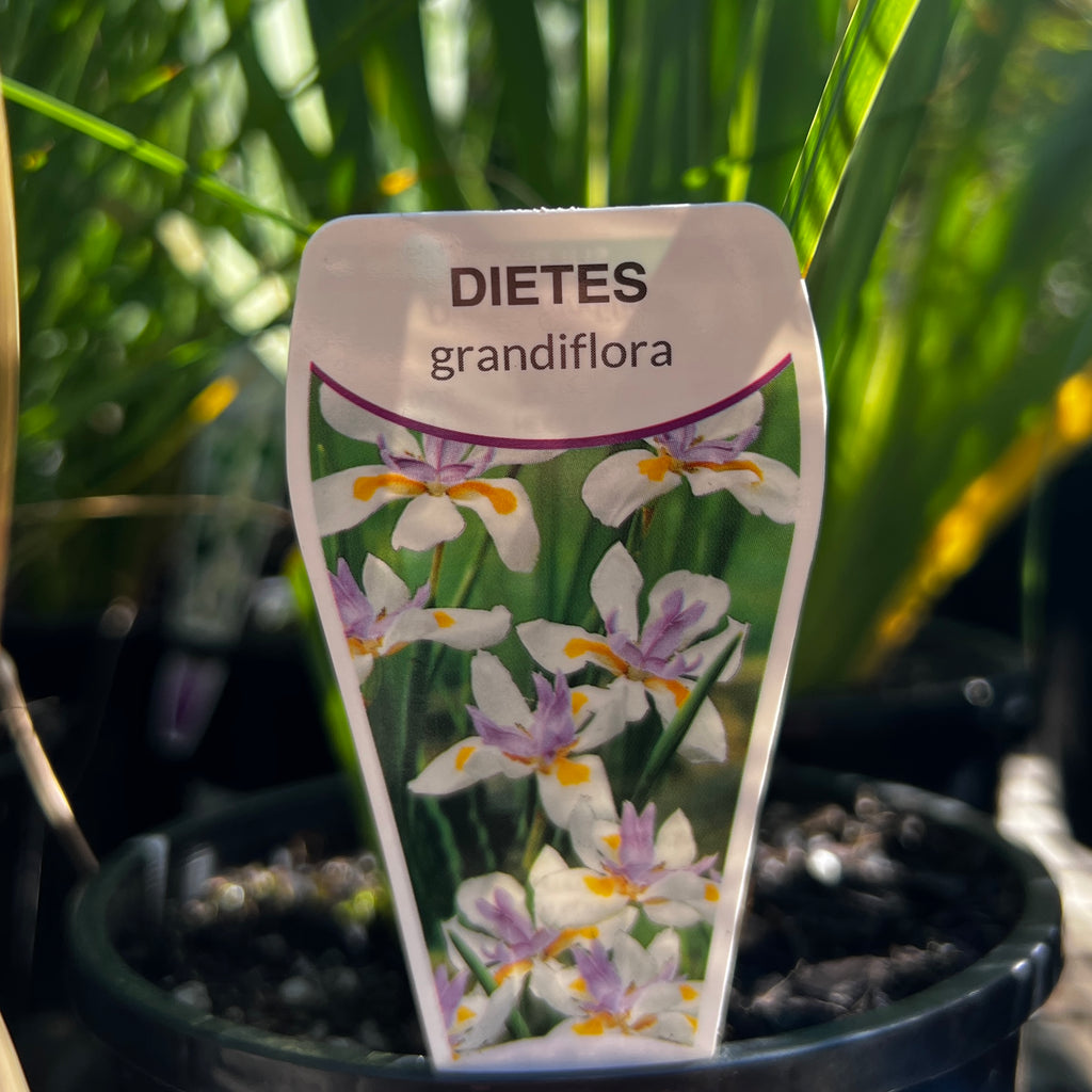 Dietes Grandiflora - 14cm Pot