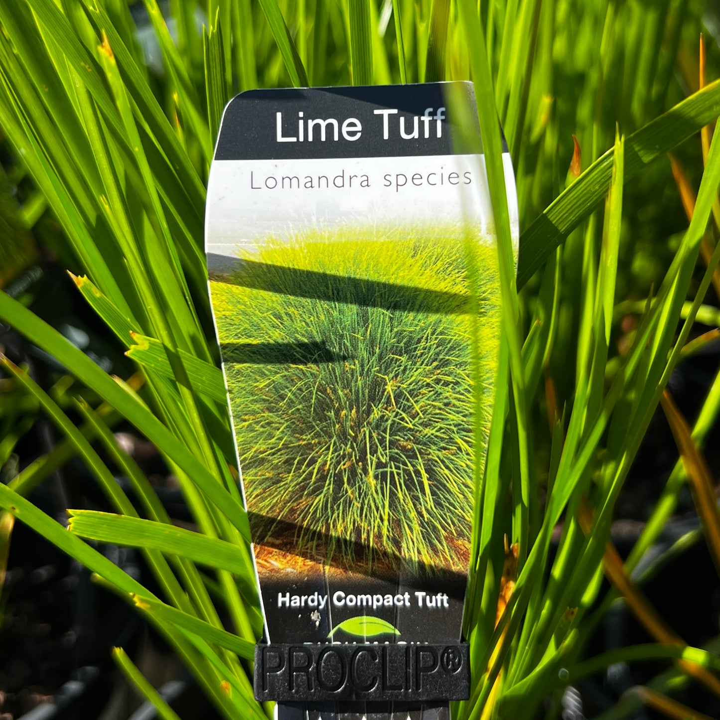 Lomandra Lime Tuff - 14cm Pot