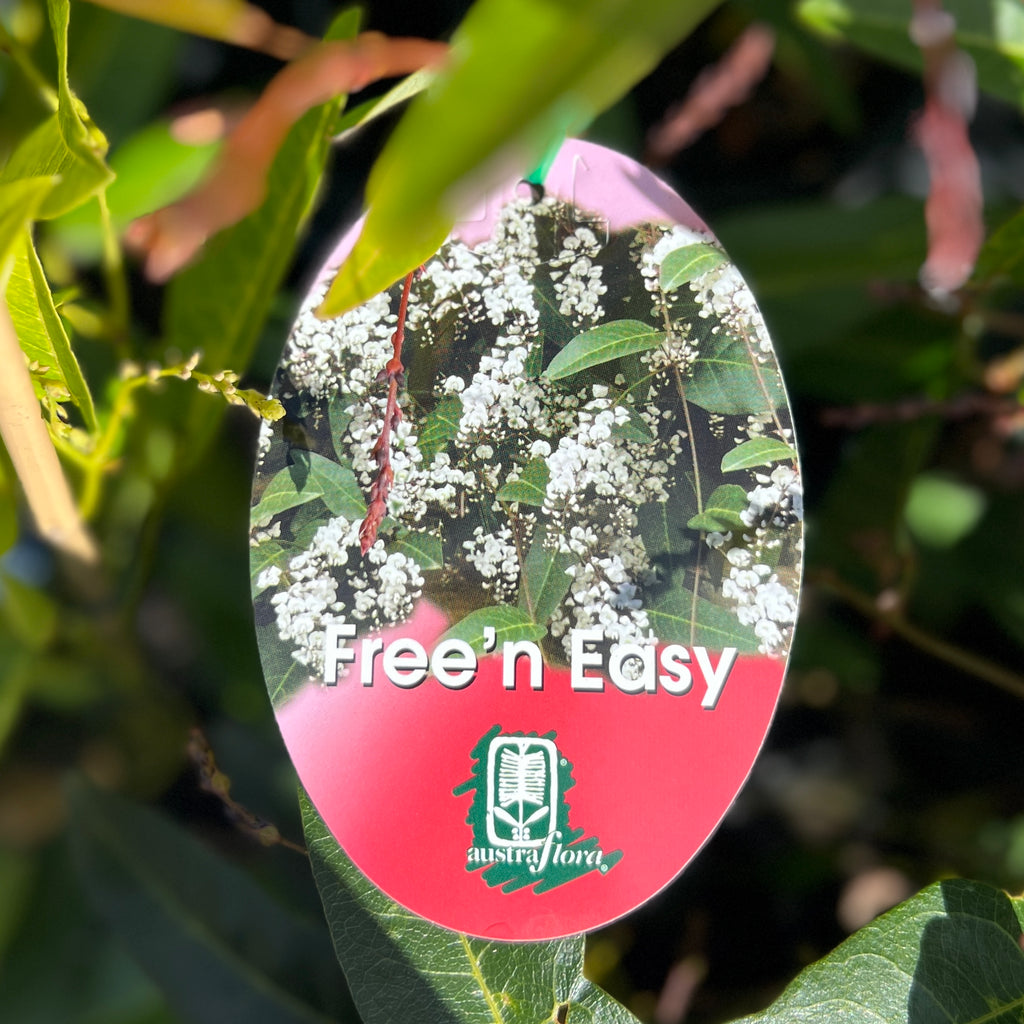 Hardenbergia Free N Easy - 14cm Pot