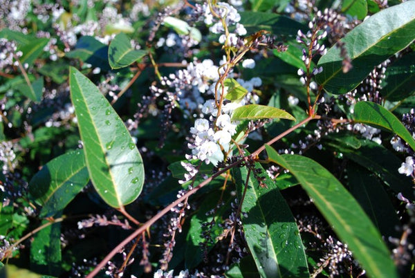 Hardenbergia Free N Easy - 14cm Pot