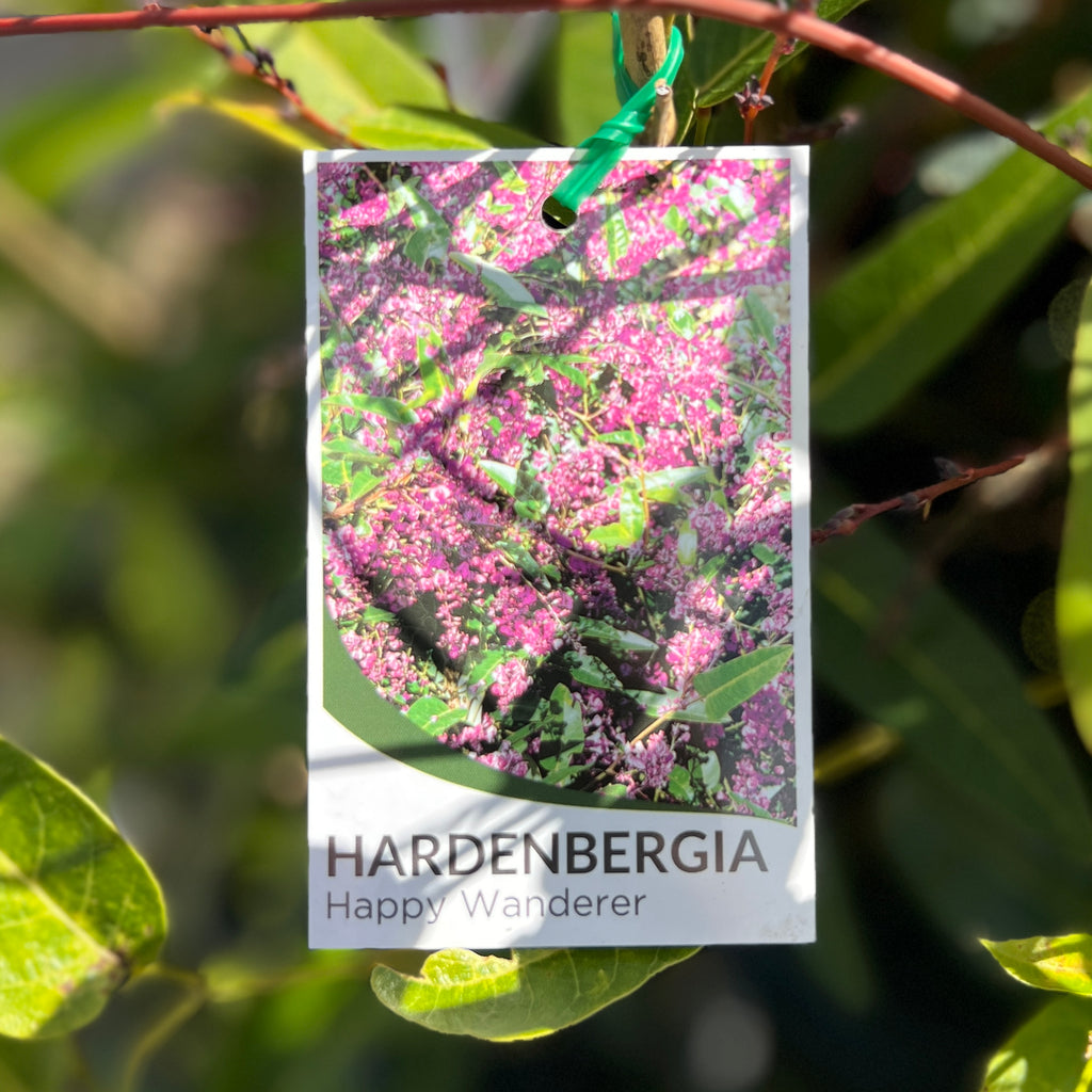 Hardenbergia Happy Wanderer - 14cm Pot