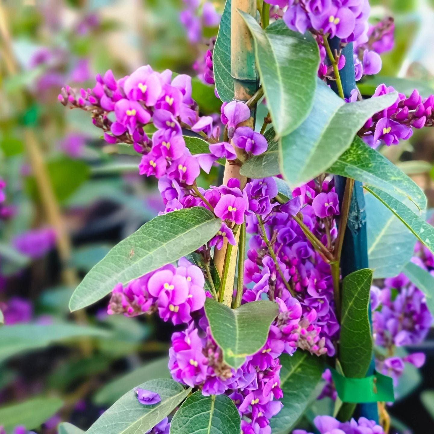 Hardenbergia Happy Wanderer - 14cm Pot