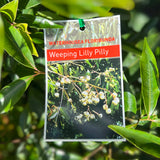 Waterhousia Floribunda - 20cm Pot