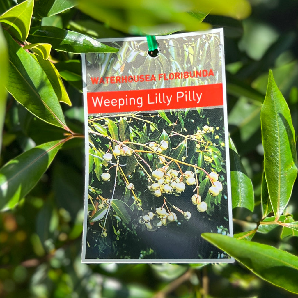 Waterhousia Floribunda - 20cm Pot