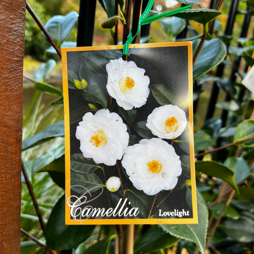 Camellia Lovelight - 20cm Pot
