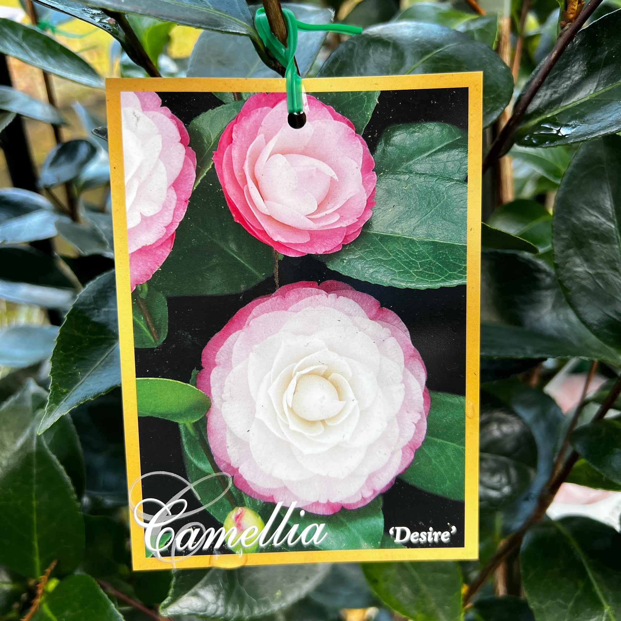 Camellia Japonica Desire - 20cm Pot