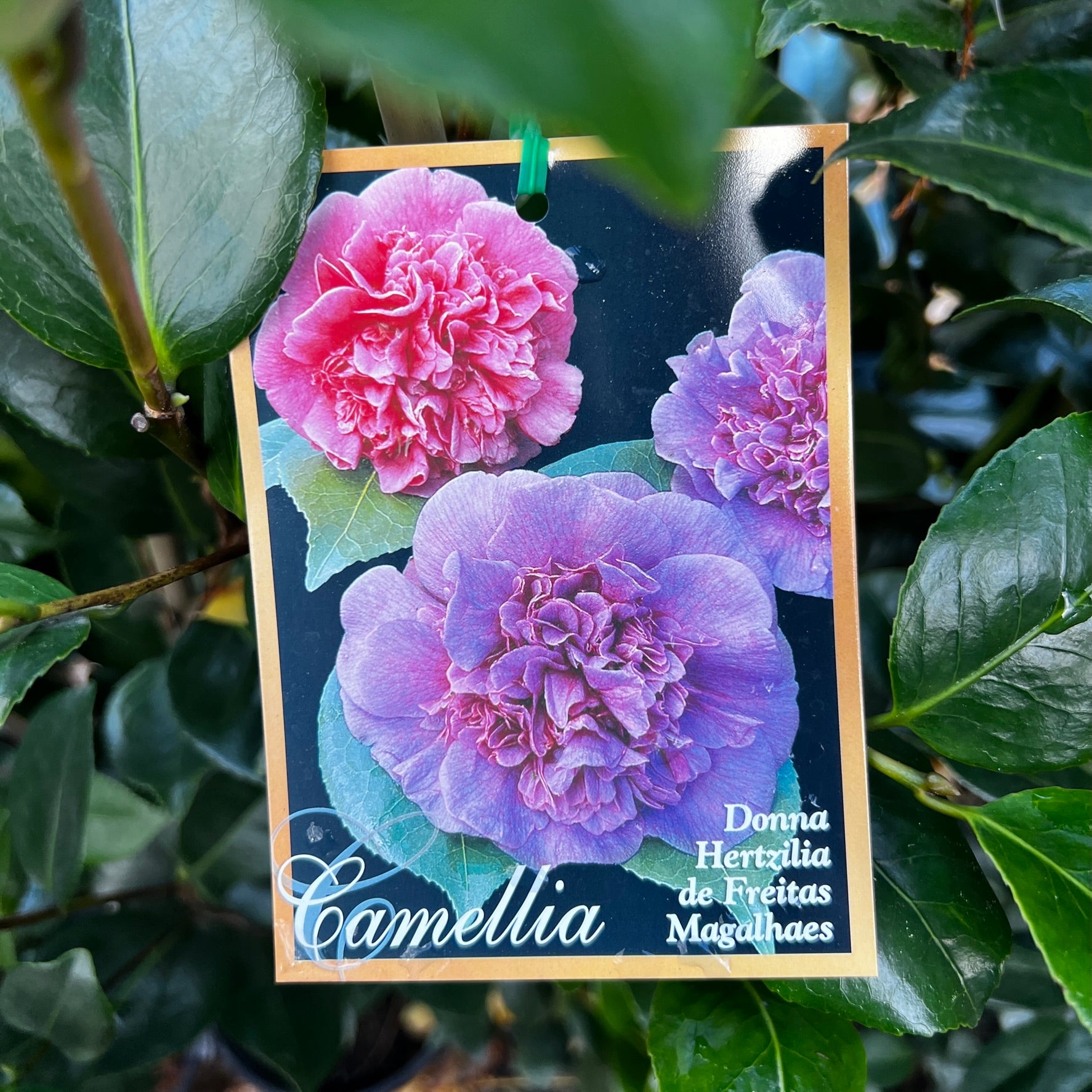 Camellia Japonica Donna Hertzilia - 20cm Pot