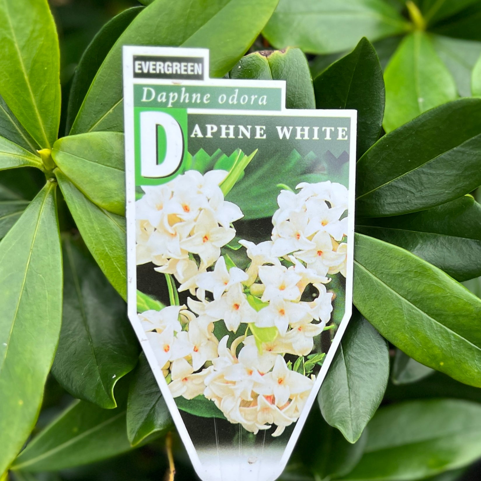 Daphne Odora Alba - 14cm Pot